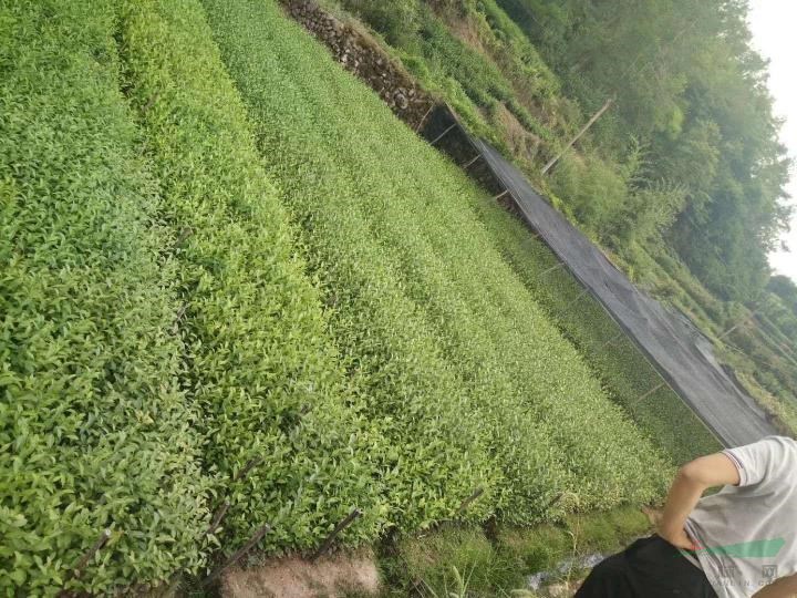 紹興龍井（白茶）小苗
