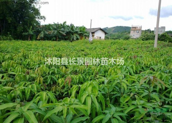 芒果種子什么價格？