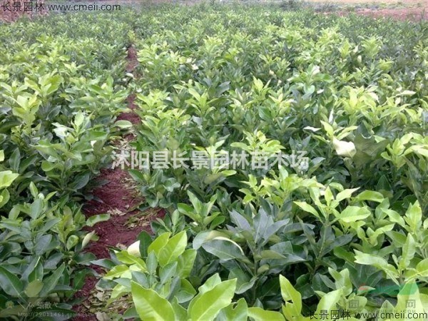 哪里有賣(mài)柚子種子？什么價(jià)格？