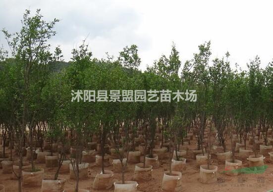 綠化花石榴花石什么品種？