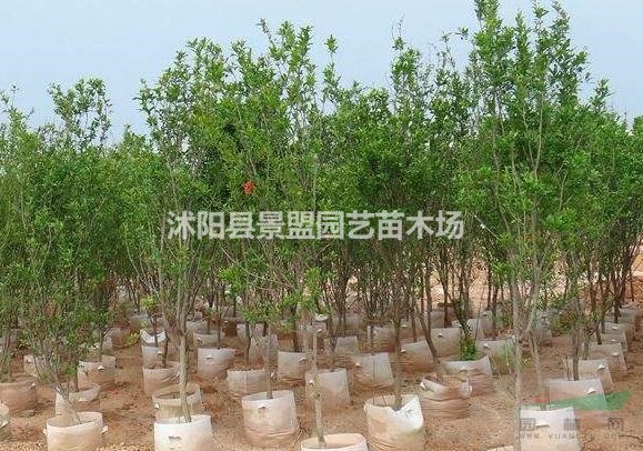 綠化花石榴花石什么品種？