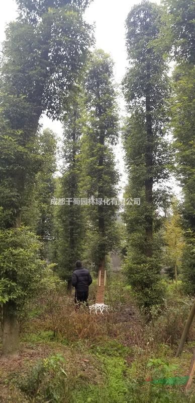 15公分楨楠成都地區(qū)報(bào)價(jià)，基地楨楠15公分多少錢一棵