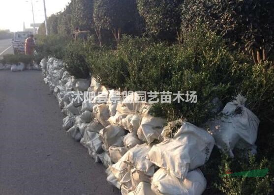 龜甲冬青一米冠幅多少錢？