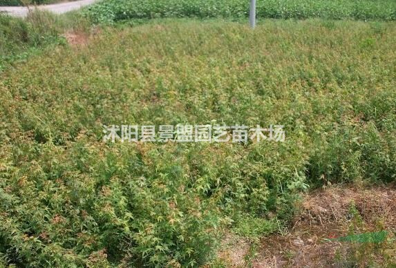 雞爪槭種子怎么催芽最有效？