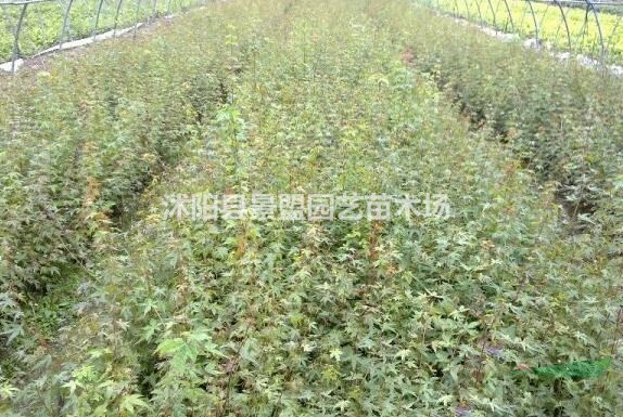 雞爪槭種子怎么催芽最有效？