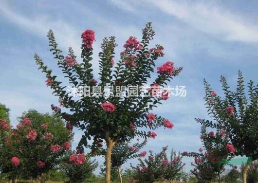 紅花紫薇鮮艷無比，應(yīng)該如何種植？