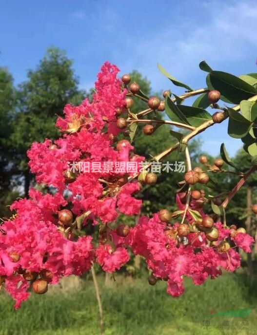 紅花紫薇鮮艷無比，應(yīng)該如何種植？