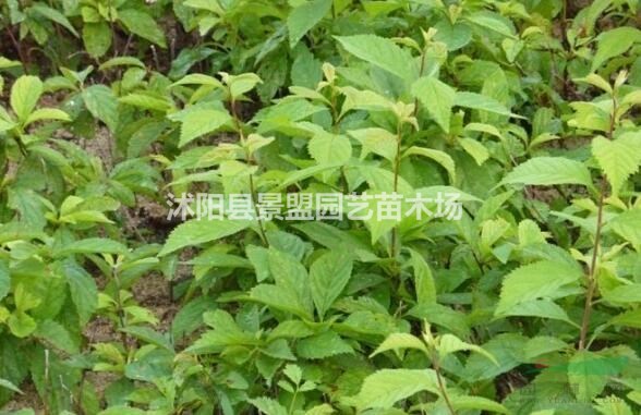 榆葉梅種子播種前需要處理嗎？
