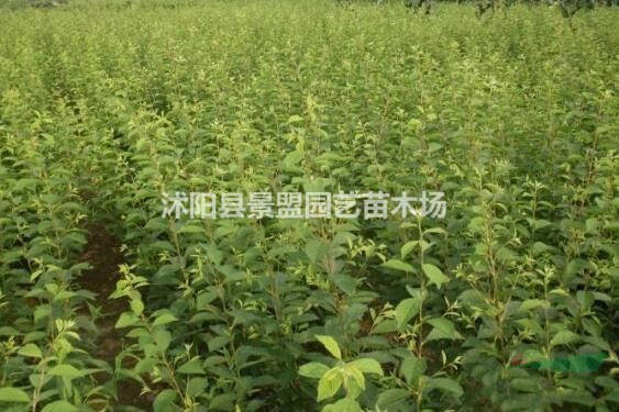 榆葉梅種子播種前需要處理嗎？
