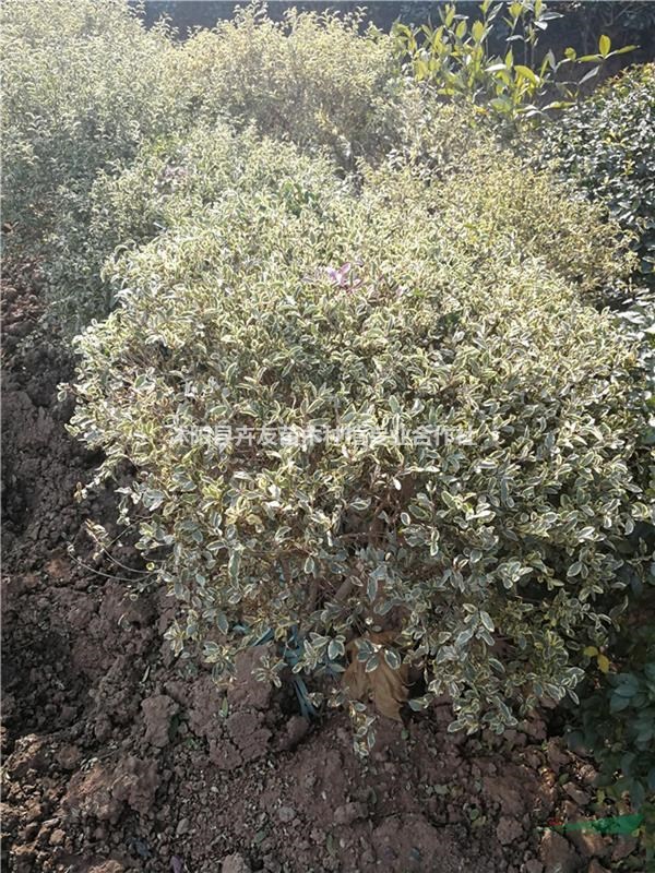 沭陽大量供應(yīng)花葉女貞 花葉女貞