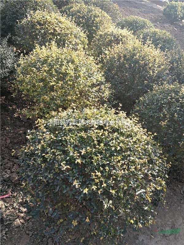 沭陽大量供應(yīng)花葉女貞 花葉女貞