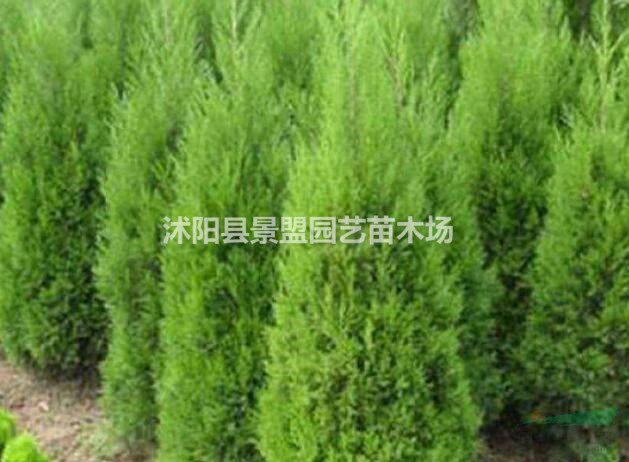 塔松和塔柏有什么區(qū)別？