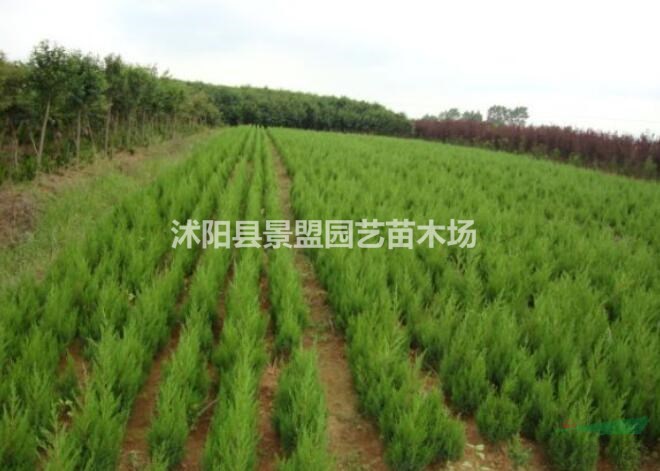 塔松和塔柏有什么區(qū)別？