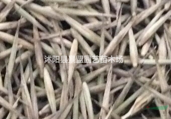 楠竹種子幾月播種最好？