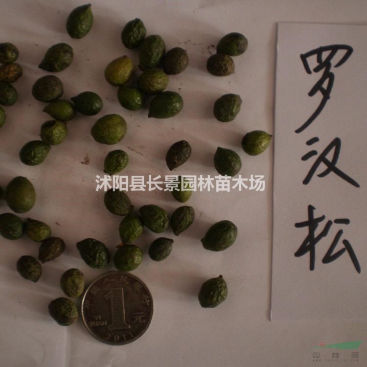 哪里有羅漢松種子賣？羅漢松種子多少錢一斤？