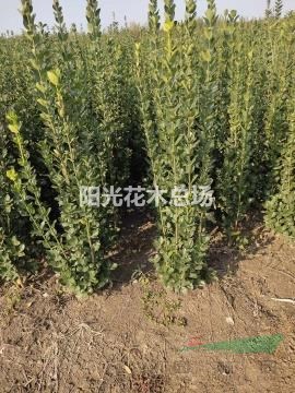 丛生北海道黄杨