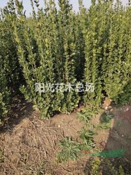 丛生北海道黄杨