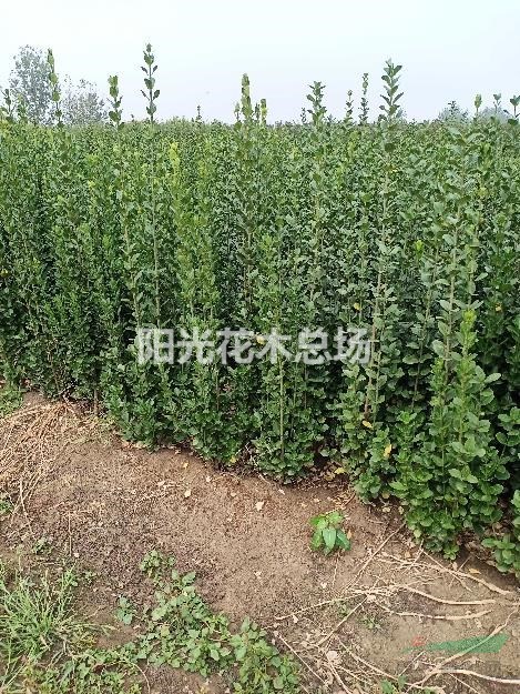 丛生北海道黄杨