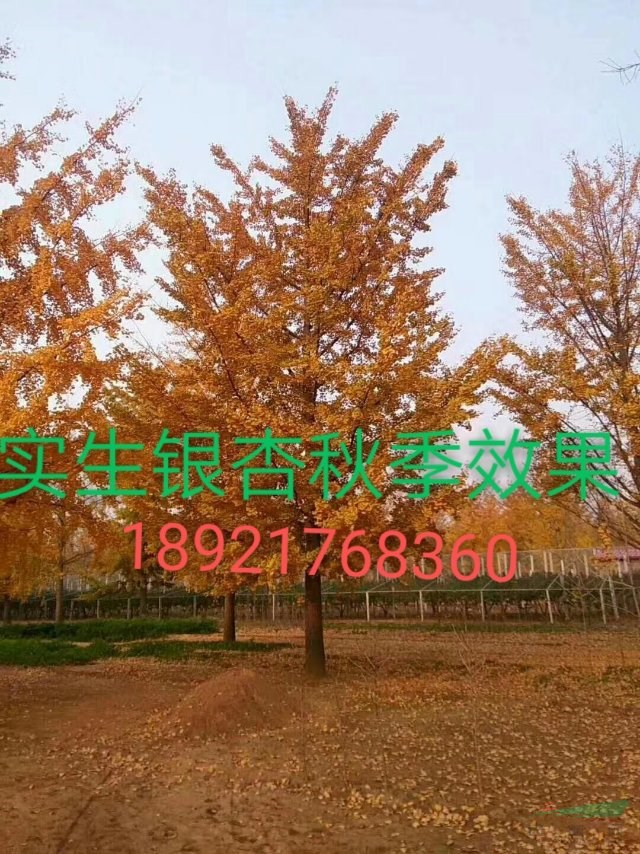 大量美國紅楓，銀杏，海棠，五角楓，紅梅，櫻花