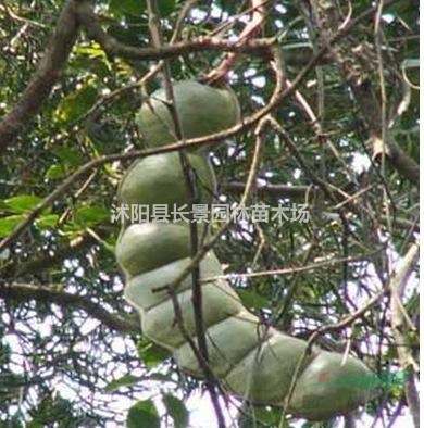 2020年平安豆種子價格