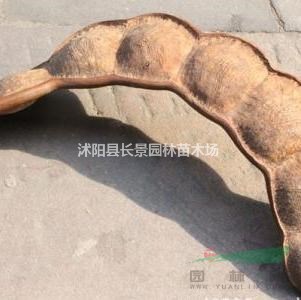 2020年平安豆種子價格