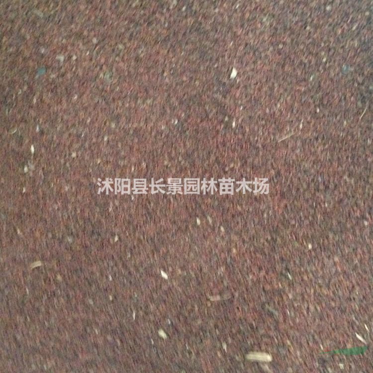 桉樹種子幾月播種比較好？桉樹種子多少錢一斤？