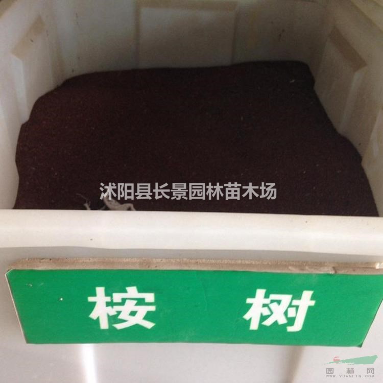 今年桉樹種子多少錢一斤？
