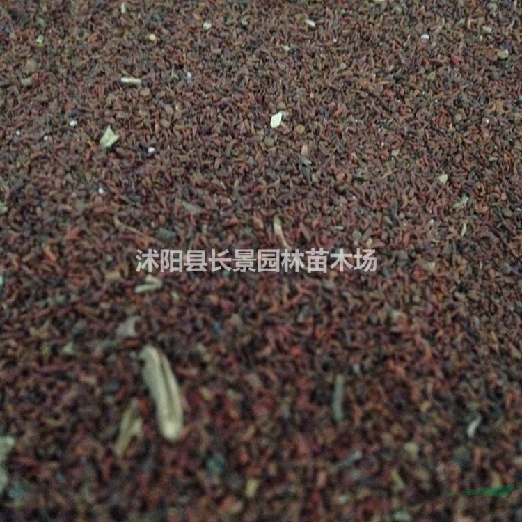 今年桉樹種子多少錢一斤？