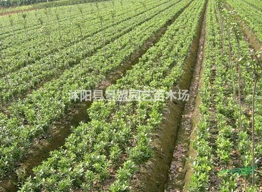 海桐苗價格表