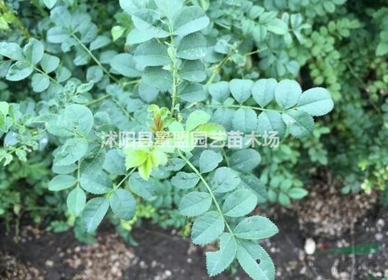 種植紅刺玫其實并不難，做好這幾點就行了