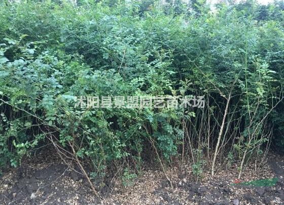 種植紅刺玫其實并不難，做好這幾點就行了