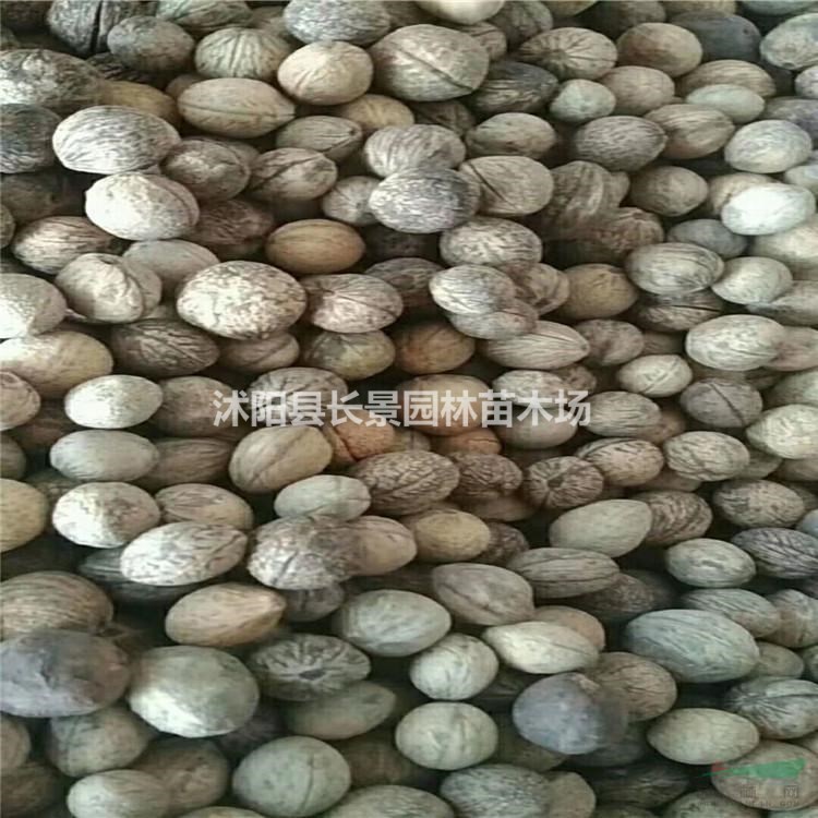 榆葉梅種子多少錢一斤，榆葉梅種子價格