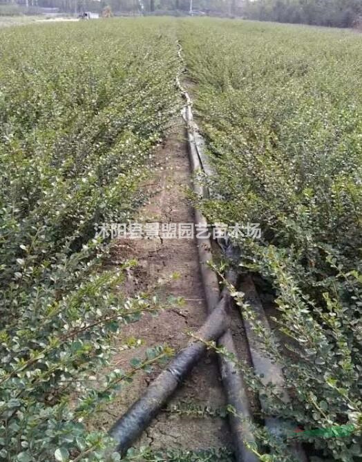 平枝荀子是什么植物？