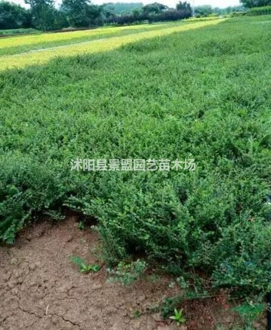 平枝荀子是什么植物？