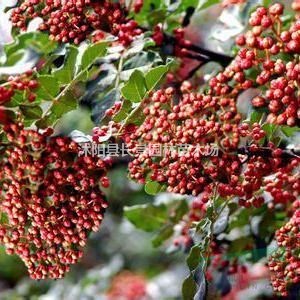 今年花椒種子什么價(jià)格？花椒種子多少錢(qián)一斤?