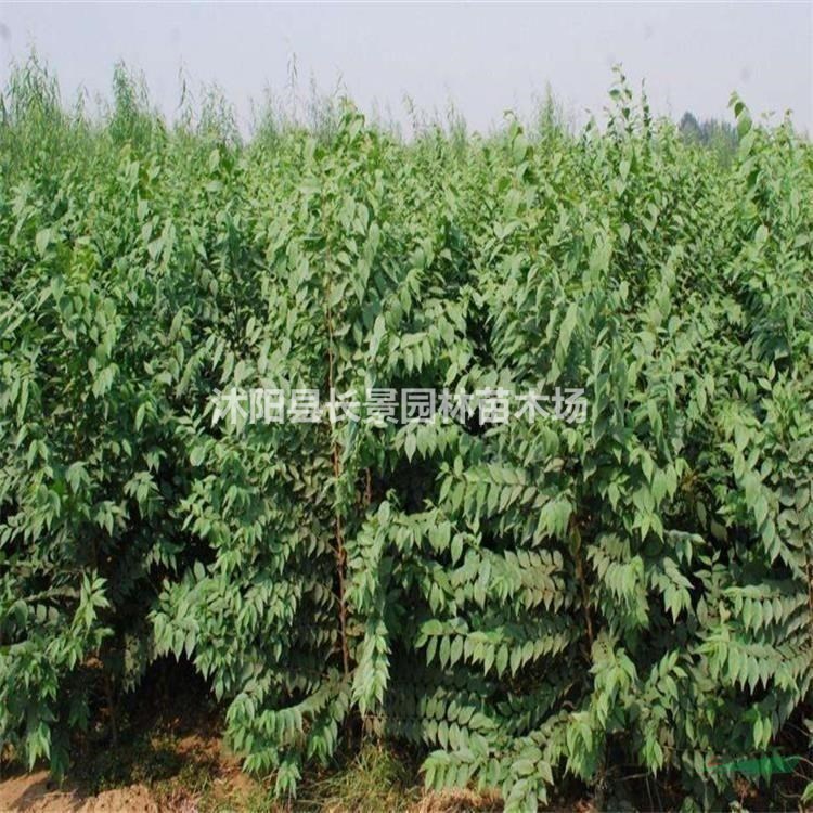 榆樹種子多少錢一斤？購買時應(yīng)注意什么？