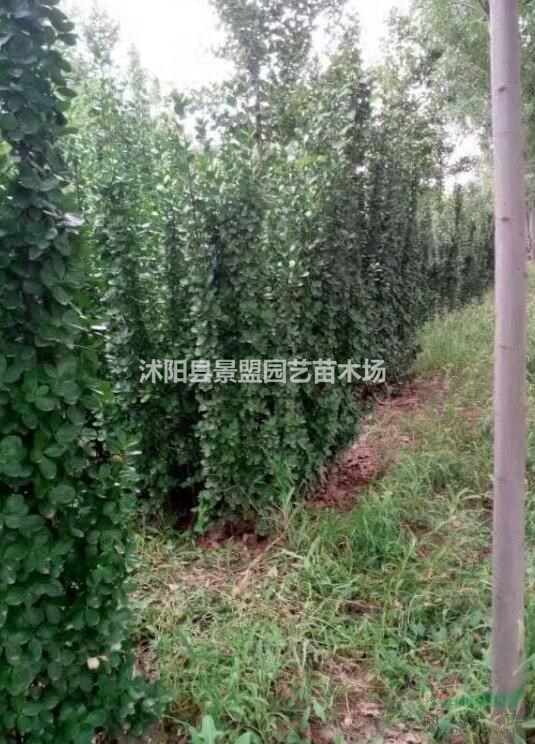 北海道黃楊常用的規(guī)格有哪些？