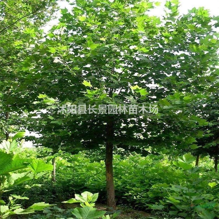 2020年白蠟種子哪里有賣的？