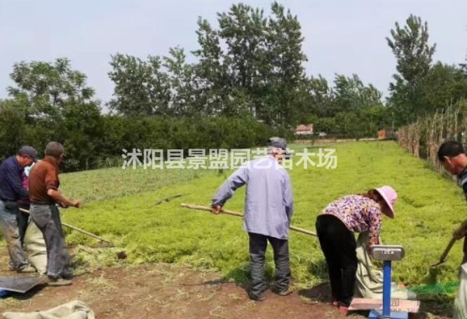 樓頂花園可以無土種植佛甲草嗎？