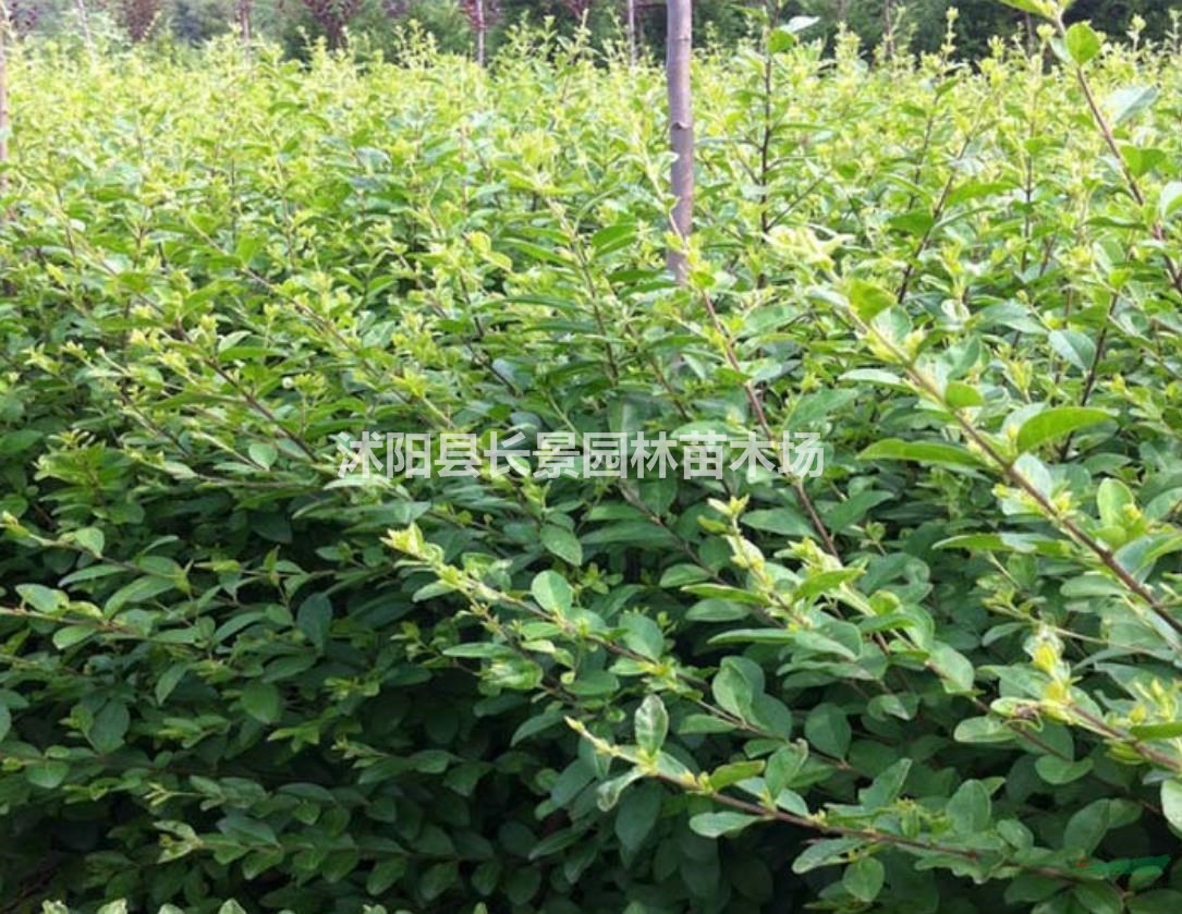 小葉女貞種子幾月播種好？