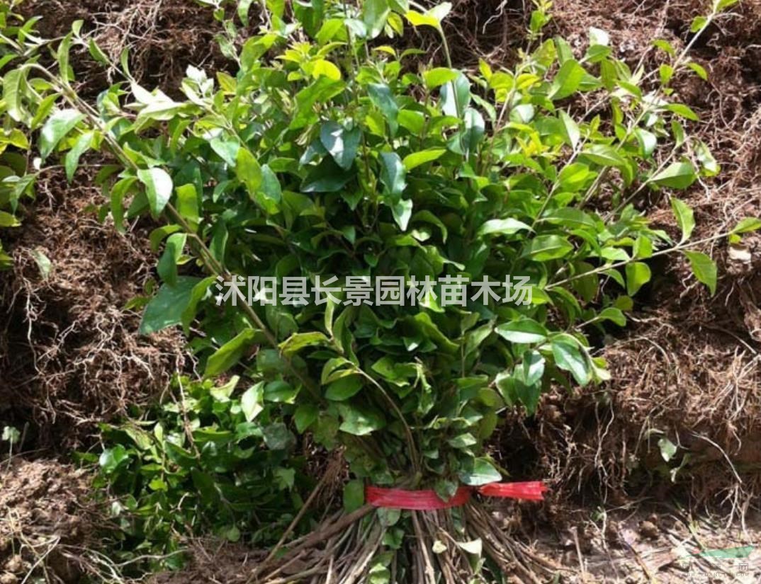 哪里有賣小葉女貞種子？小葉女貞種子批發(fā)什么價格？