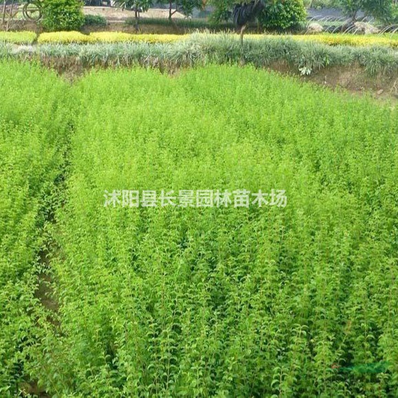 哪里有賣小葉女貞種子？小葉女貞種子批發(fā)什么價格？