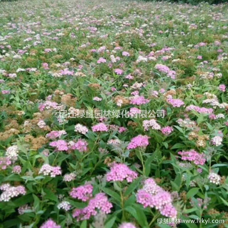 繡線菊·繡線菊圖片·繡線菊種植基地