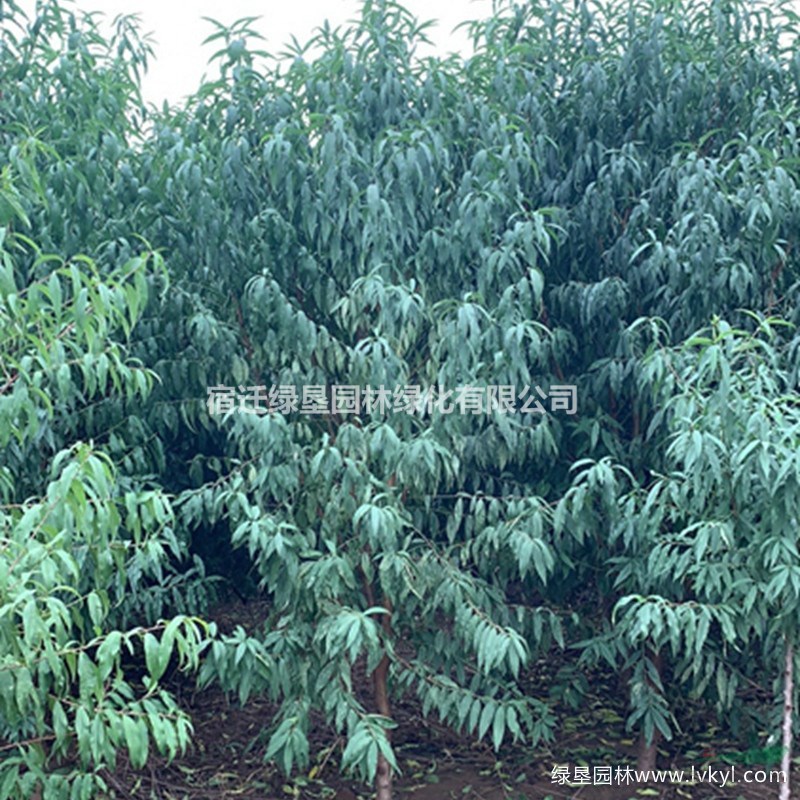 桃樹圖片·桃樹種植基地·桃樹圖片