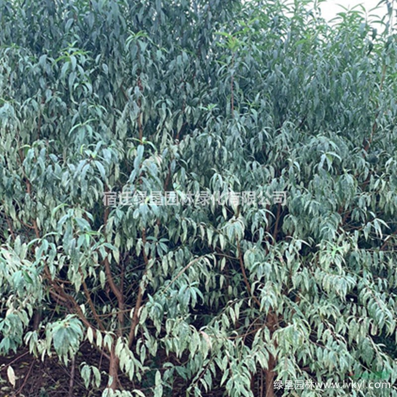 桃樹圖片·桃樹種植基地·桃樹圖片