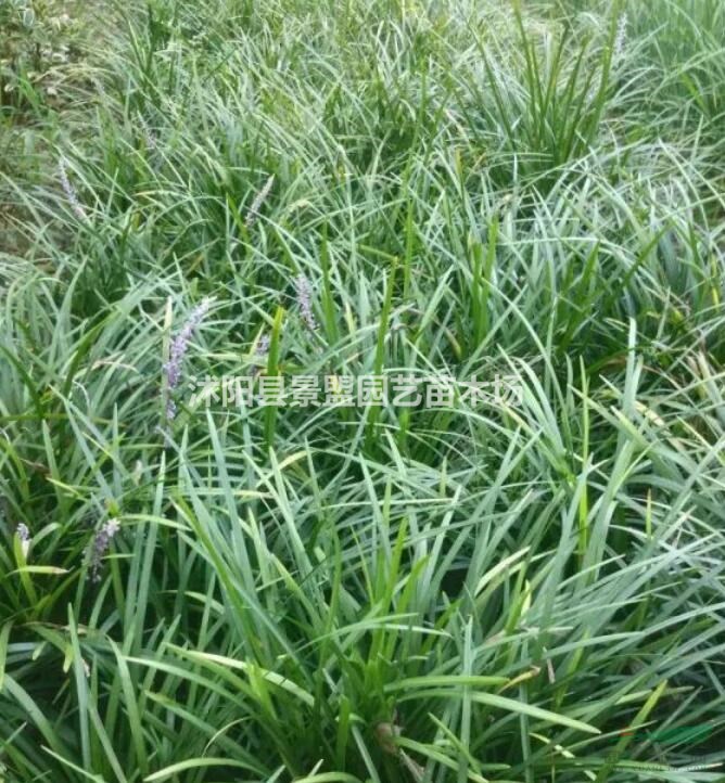 黑龍江可以種植沿階草嗎