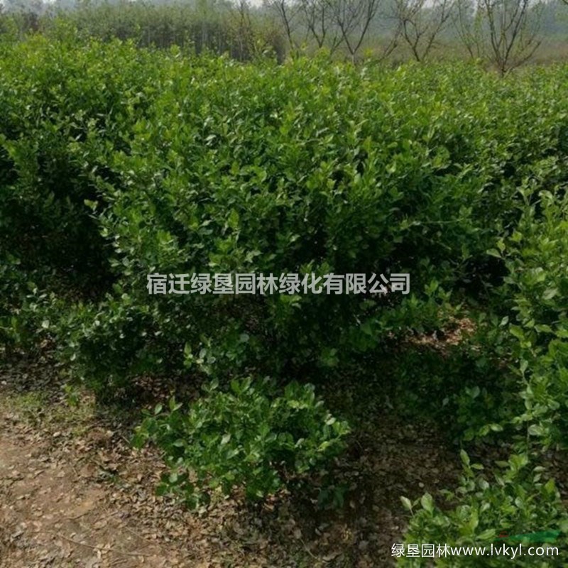 衛(wèi)矛球大量供應(yīng)·衛(wèi)矛球圖片·衛(wèi)矛球基地