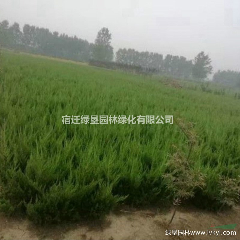 大量供應(yīng)小龍柏·小龍柏圖片·小龍柏基地
