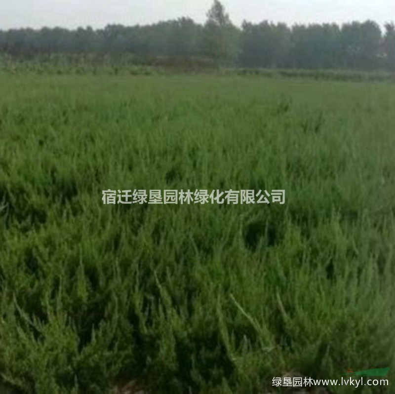 大量供應(yīng)小龍柏·小龍柏圖片·小龍柏基地
