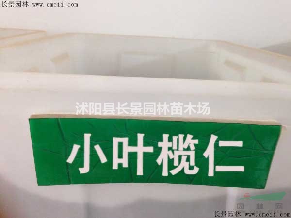 今年小葉欖仁種子賣多少錢一斤？